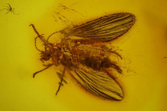 Fossil Moth Fly (Psychodidae) In Baltic Amber #166235